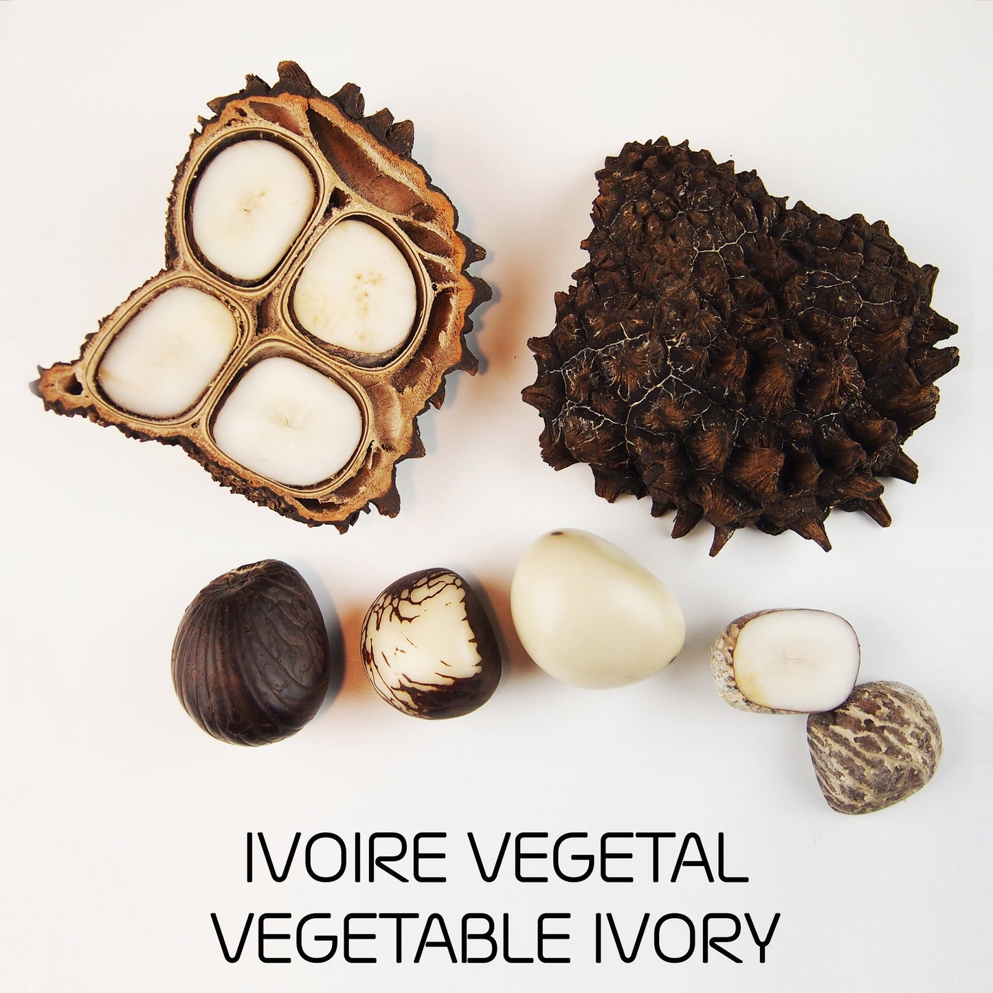 Fruit Tagüa Ivoire Végétal Ethchic