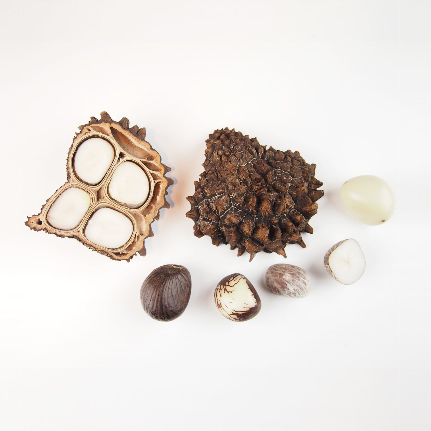 Bijoux en Ivoire Végétal