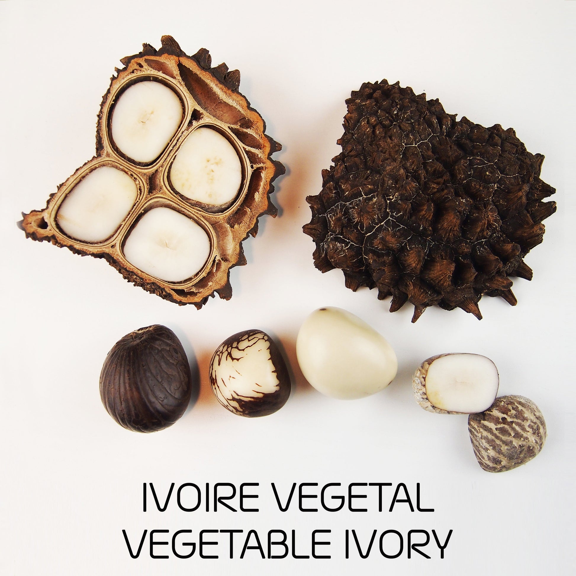 Fruit Tagüa Ivoire Végétal Ethchic